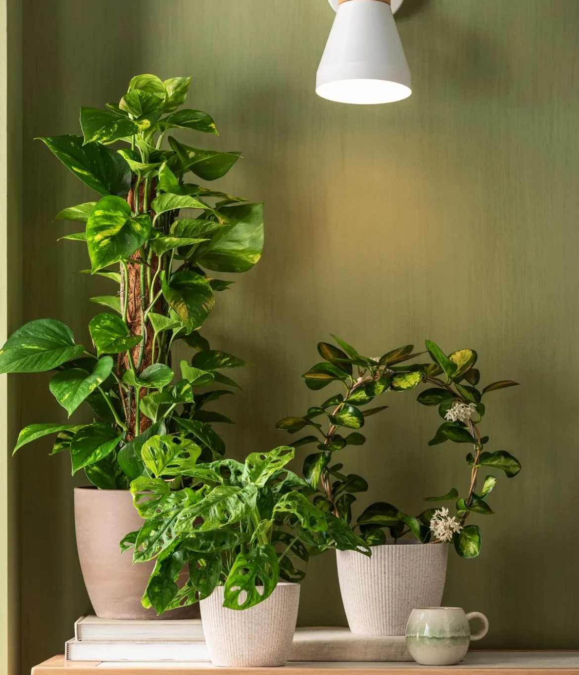 Dehner Kunststoff-Topf Magnolia, konisch