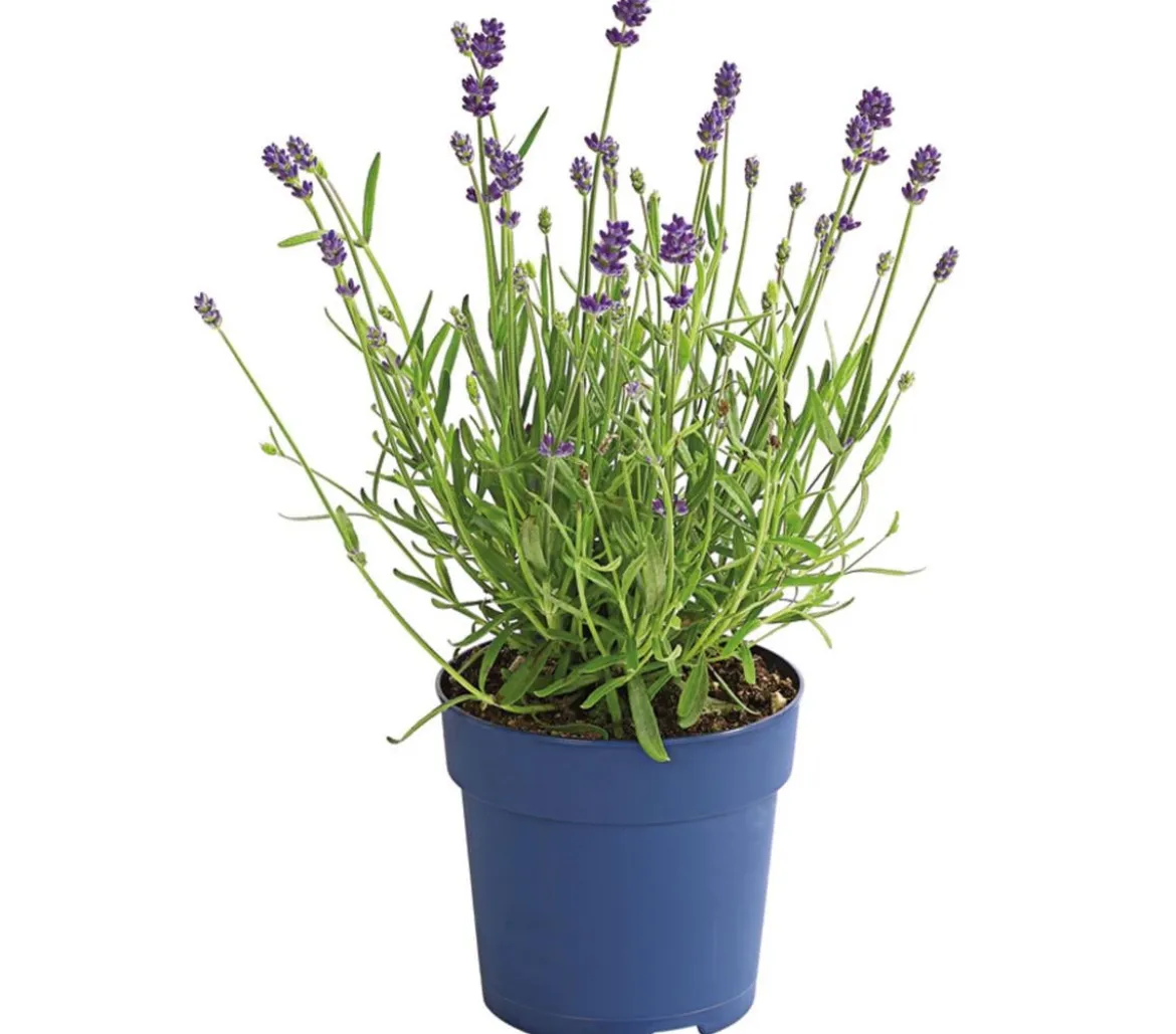 Dehner Lavendel 'Felice Purple'