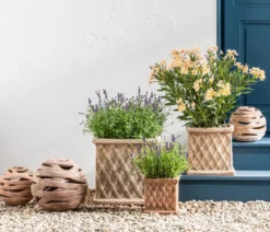 Dehner Lavendel 'Felice Purple'