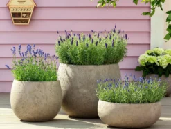 Dehner Lavendel 'Felice Purple'
