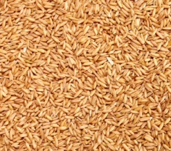 Dehner Lieblinge Geschälter Hafer, 1 kg