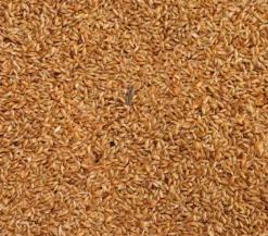 Dehner Lieblinge Kanariensaat, 1 kg