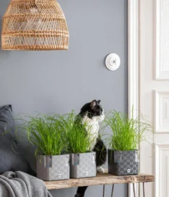 Dehner Lieblinge Katzengras - Cyperus zumula