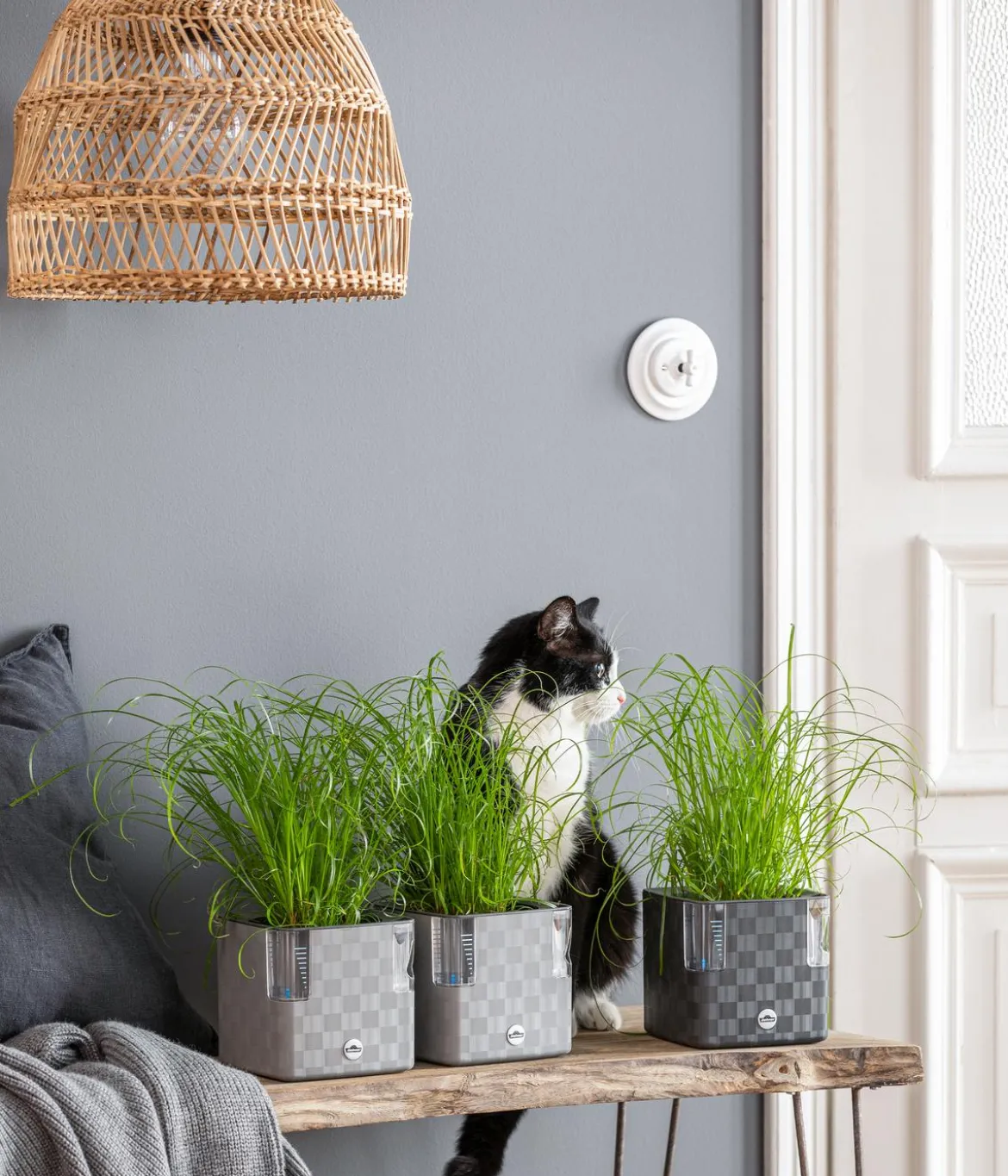 Dehner Lieblinge Katzengras - Cyperus zumula