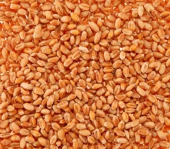 Dehner Lieblinge Katzengras Saatgut, 100 g