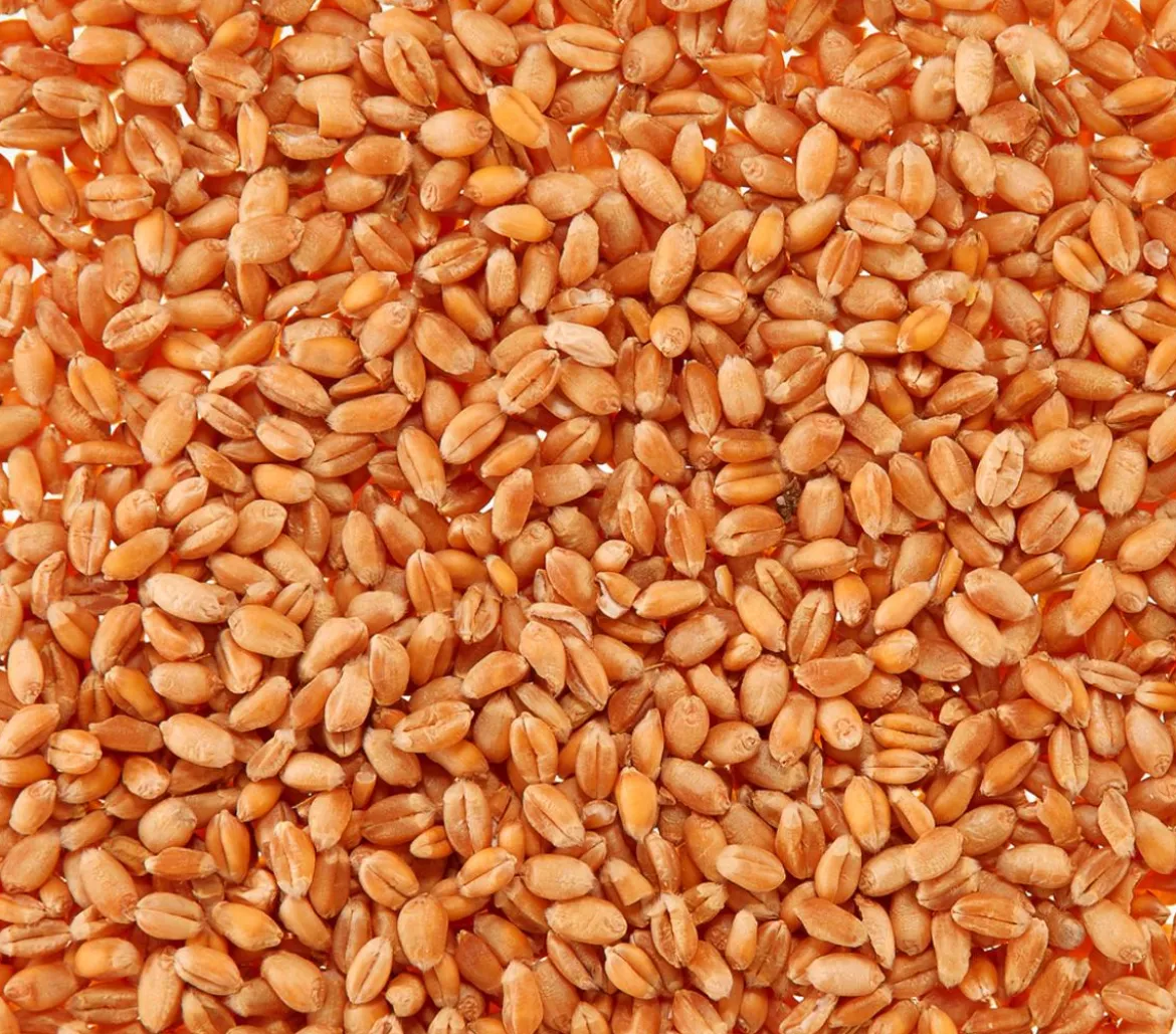 Dehner Lieblinge Katzengras Saatgut, 100 g