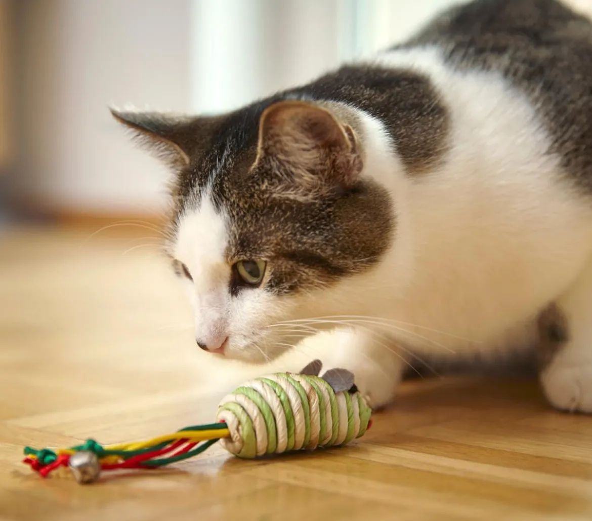 Dehner Lieblinge Katzenspielzeug Spielmäuse Funny, 2er-Set