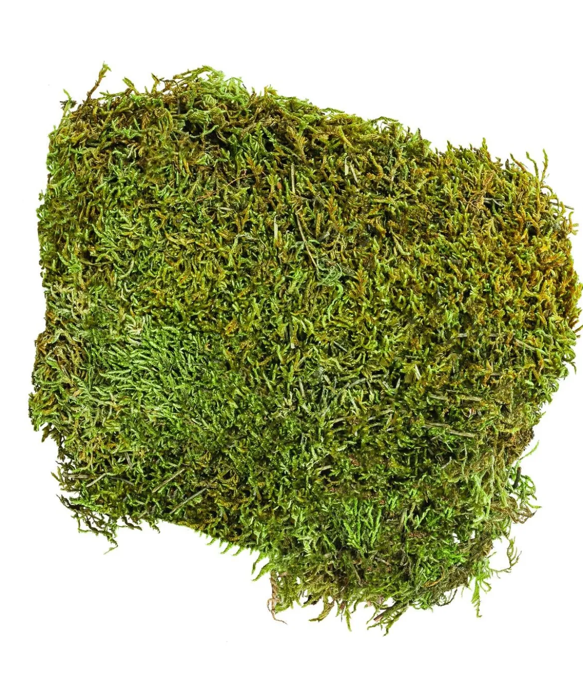 Dehner Lieblinge Waldmoos, 50 g