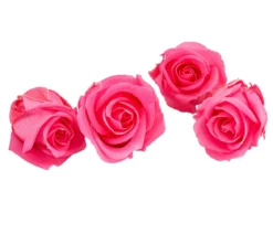 Dehner Longlife-Rose, ca. Ø2 cm