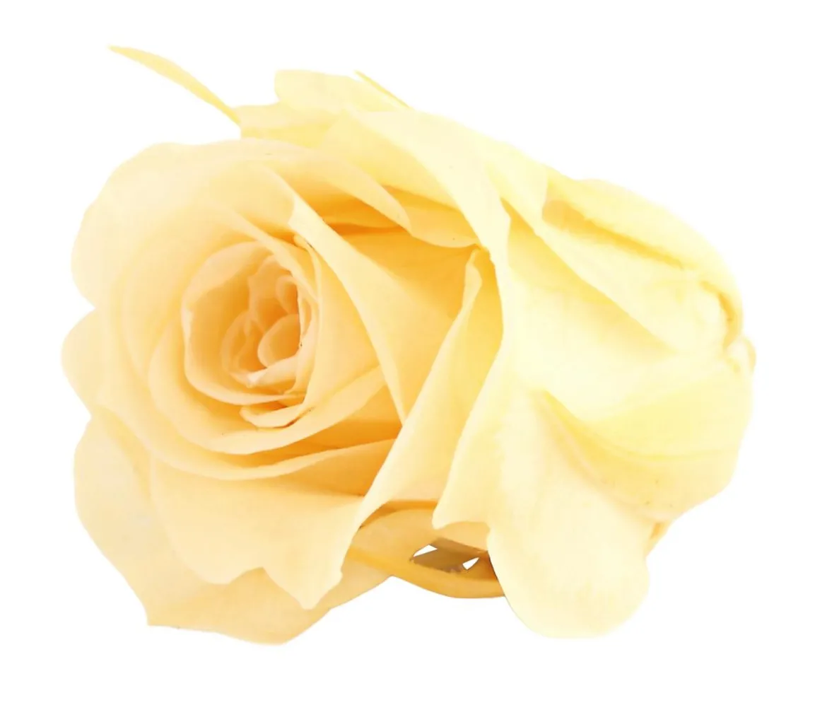 Dehner Longlife-Rose, ca. Ø3 cm