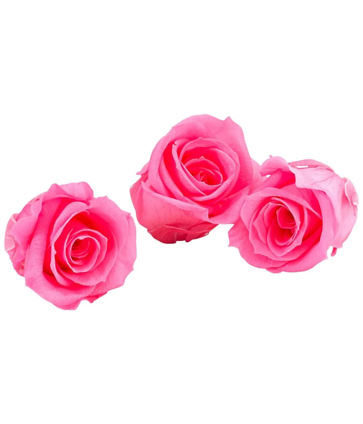 Dehner Longlife-Rose, ca. Ø3 cm
