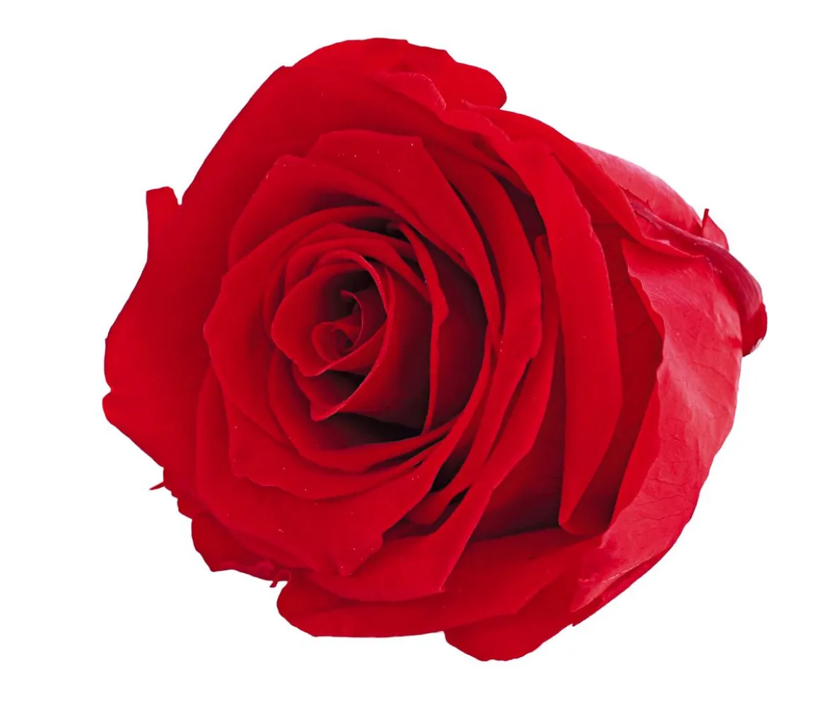 Dehner Longlife-Rose, ca. Ø6 cm