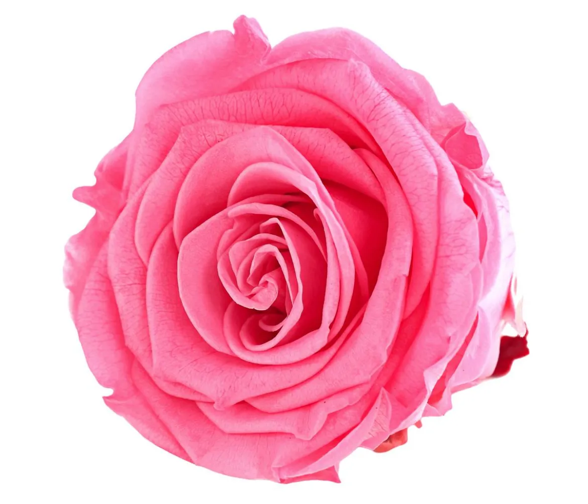 Dehner Longlife-Rose, ca. Ø6 cm