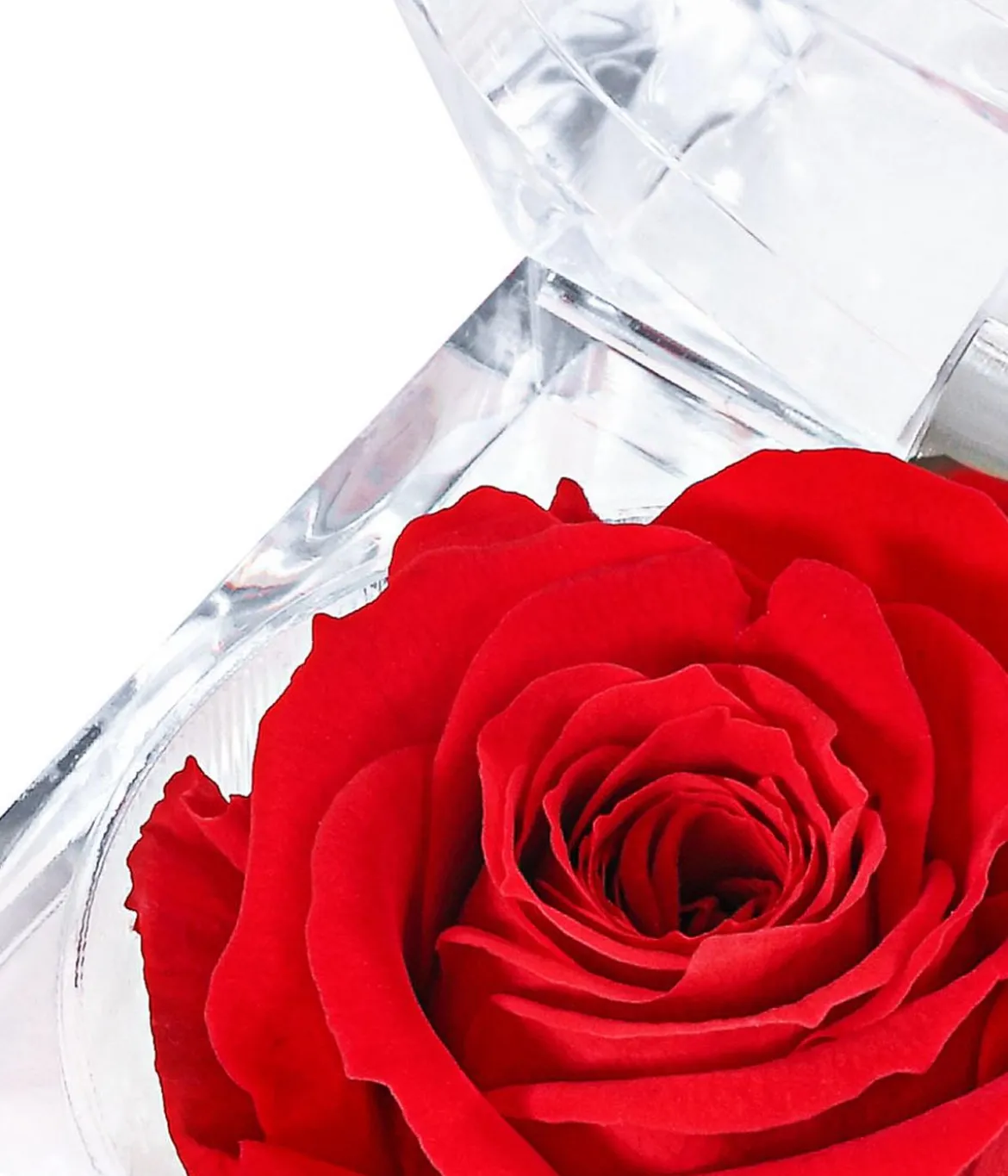 Dehner Longlife-Rose in Juwelenbox, ca. Ø3,5 cm
