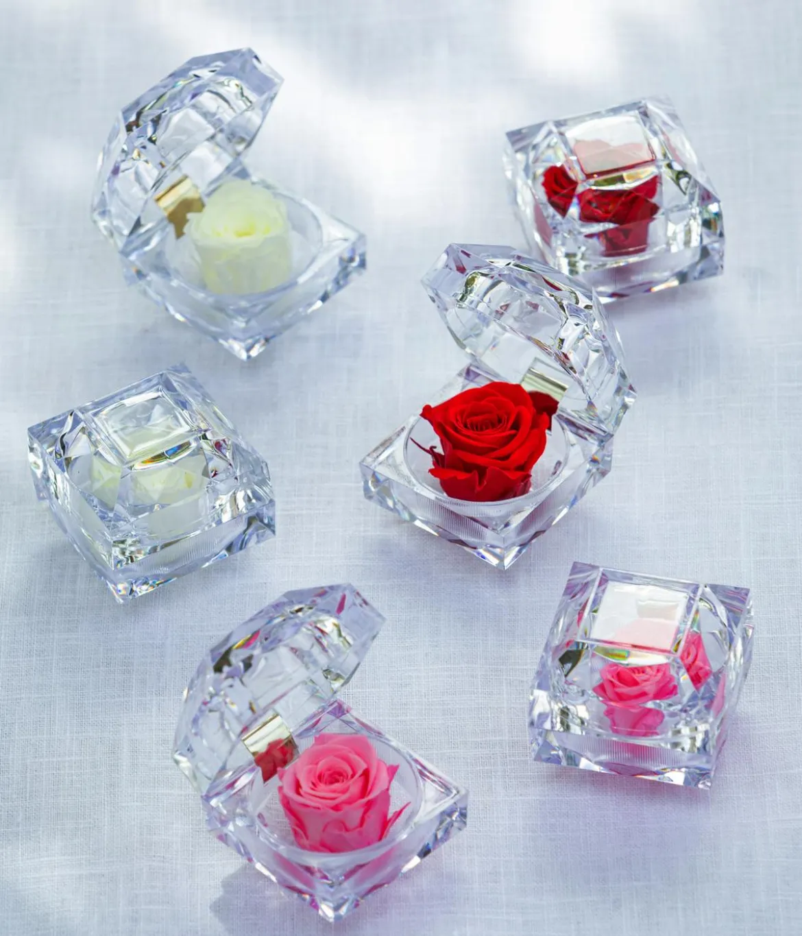 Dehner Longlife-Rose in Juwelenbox, ca. Ø3,5 cm