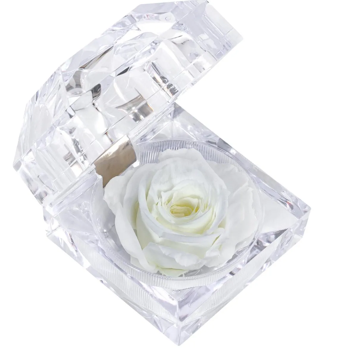 Dehner Longlife-Rose in Juwelenbox, ca. Ø3,5 cm