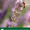 Dehner Natura Premium Insektenhotel Padua