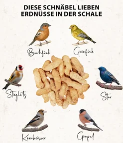 Dehner Natura Premium Wildvogelfutter Erdnüsse in der Schale, 500 g