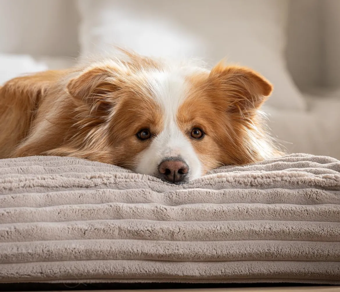 Dehner Premium Orthopädische Hundematratze Soyala, rechteckig, ca. B120/H15/T80 cm