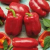Dehner Premium Samen Block-Paprika 'Bendigo F1'