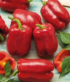 Dehner Premium Samen Block-Paprika 'Bendigo F1'