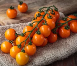 Dehner Premium Samen Cherrytomate 'Sungold F1'