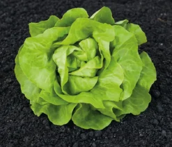 Dehner Premium Samen Kopfsalat 'Sylvesta'