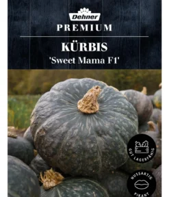 Dehner Premium Samen Kürbis 'Sweet Mama F1'