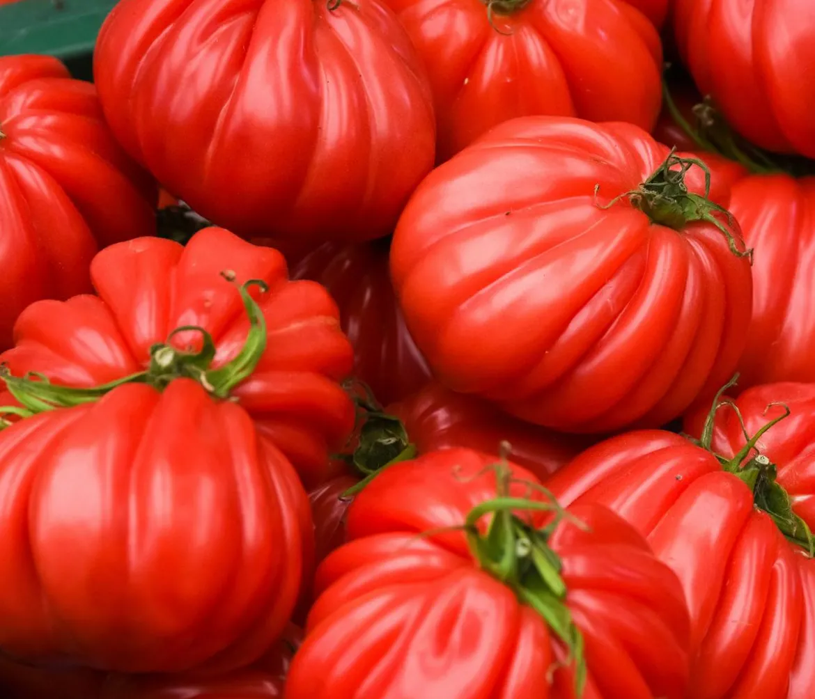 Dehner Premium Samen Ochsenherztomate 'Liguria'