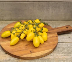 Dehner Premium Samen Snacktomate 'Dattolime'