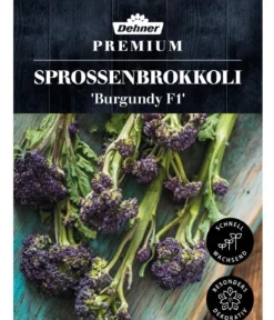 Dehner Premium Samen Sprossenbrokkoli 'Burgundy F1'
