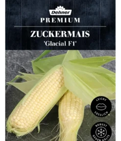 Dehner Premium Samen Zuckermais 'Glacial F1'