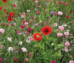 Dehner Saatband Blumenmischung 'Rosa und Rot', L5 m