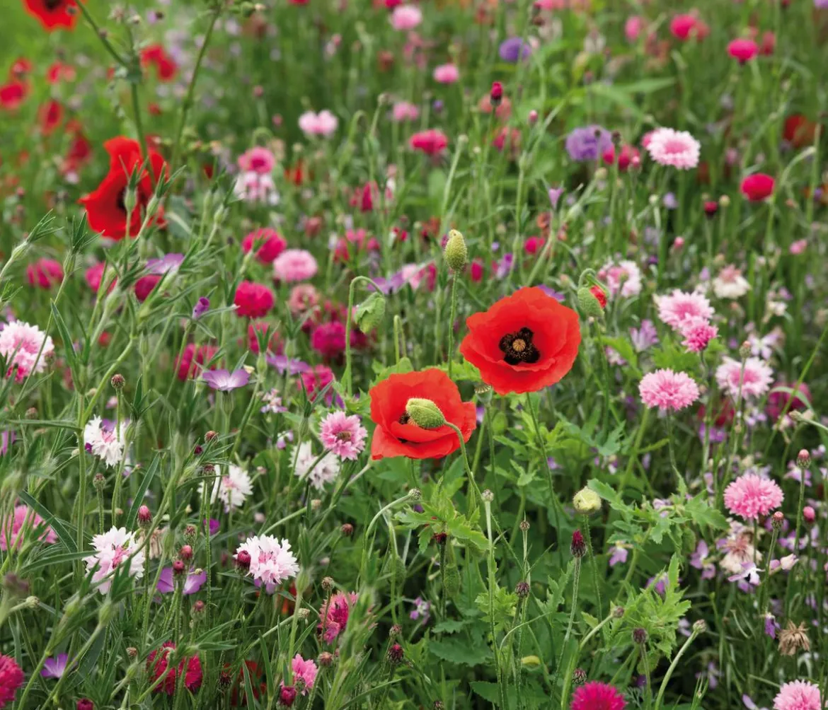 Dehner Saatband Blumenmischung 'Rosa und Rot', L5 m