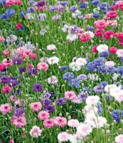 Dehner Saatband Kornblume 'Gefüllte Mischung', L5 m