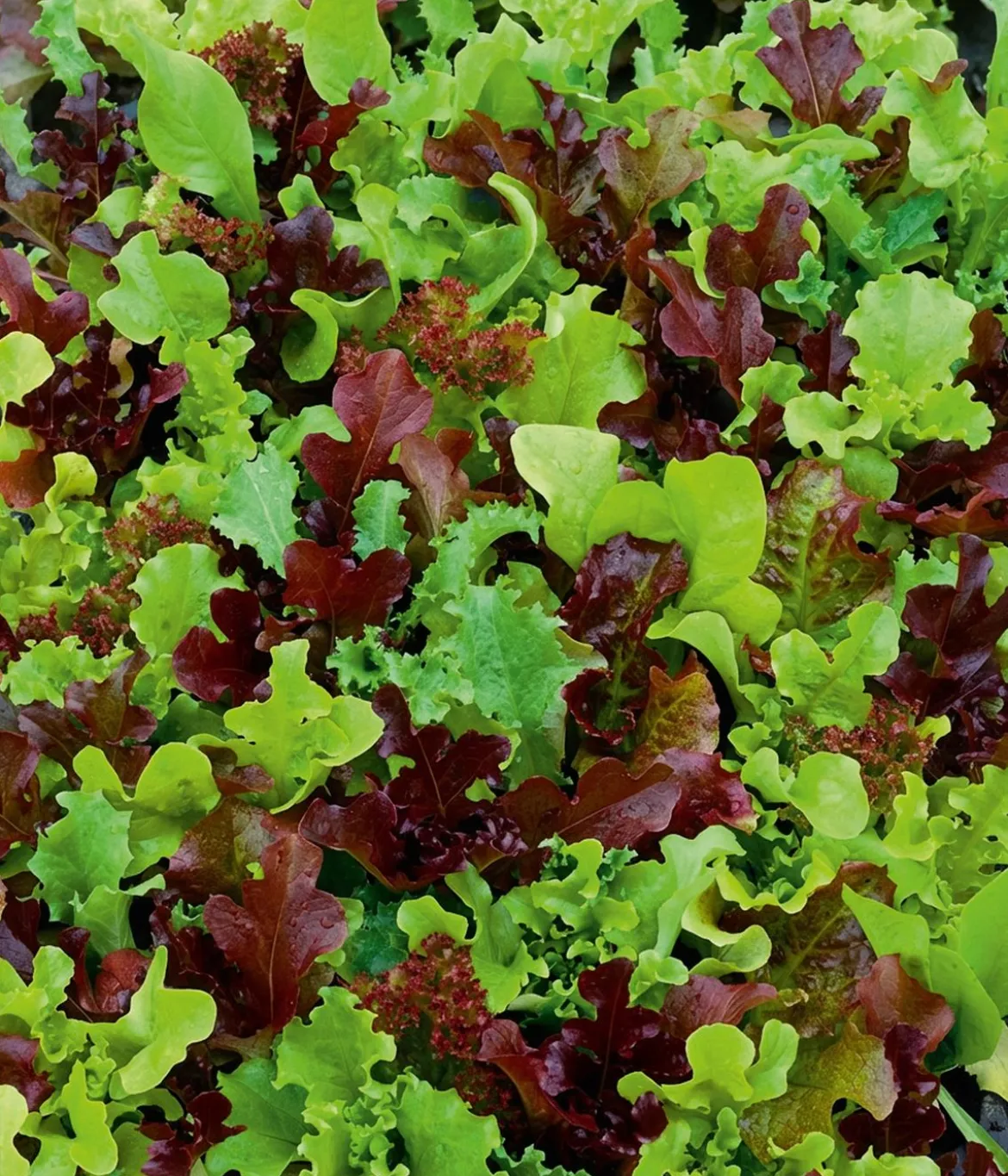 Dehner Saatband Pflücksalat-Mischung 'Französische Gartenfreude', L5 m