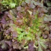 Dehner Saatband Pflücksalat 'Red Salad Bowl', L5 m