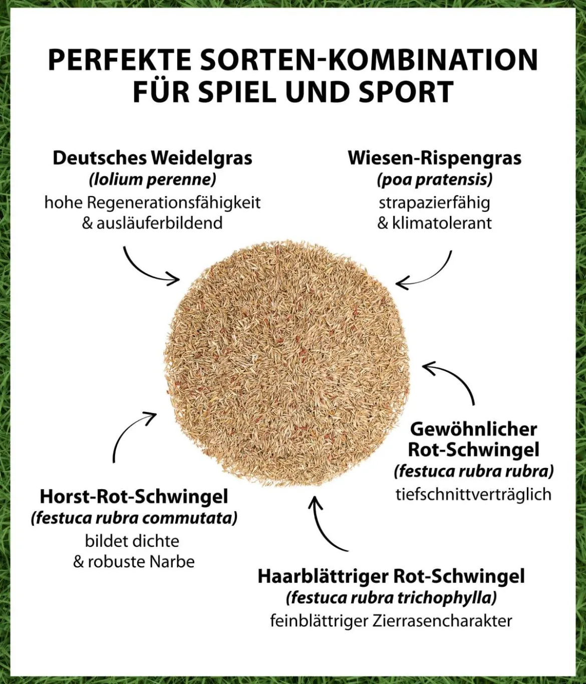 Dehner Saatgut Spiel- und Sportrasen