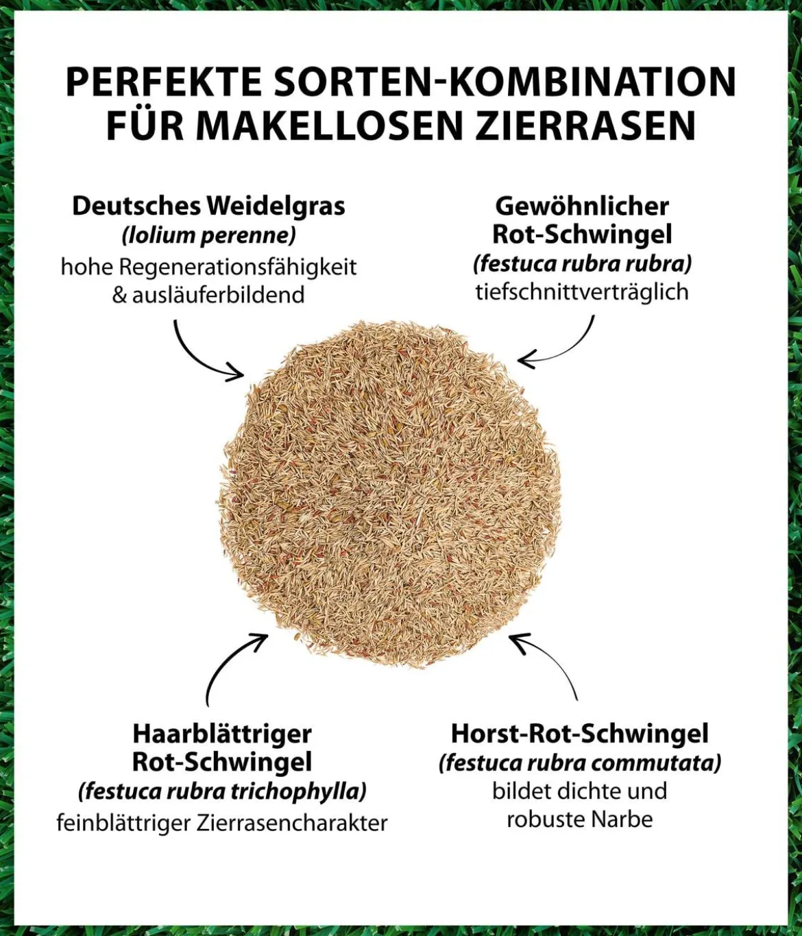 Dehner Saatgut Traumrasen