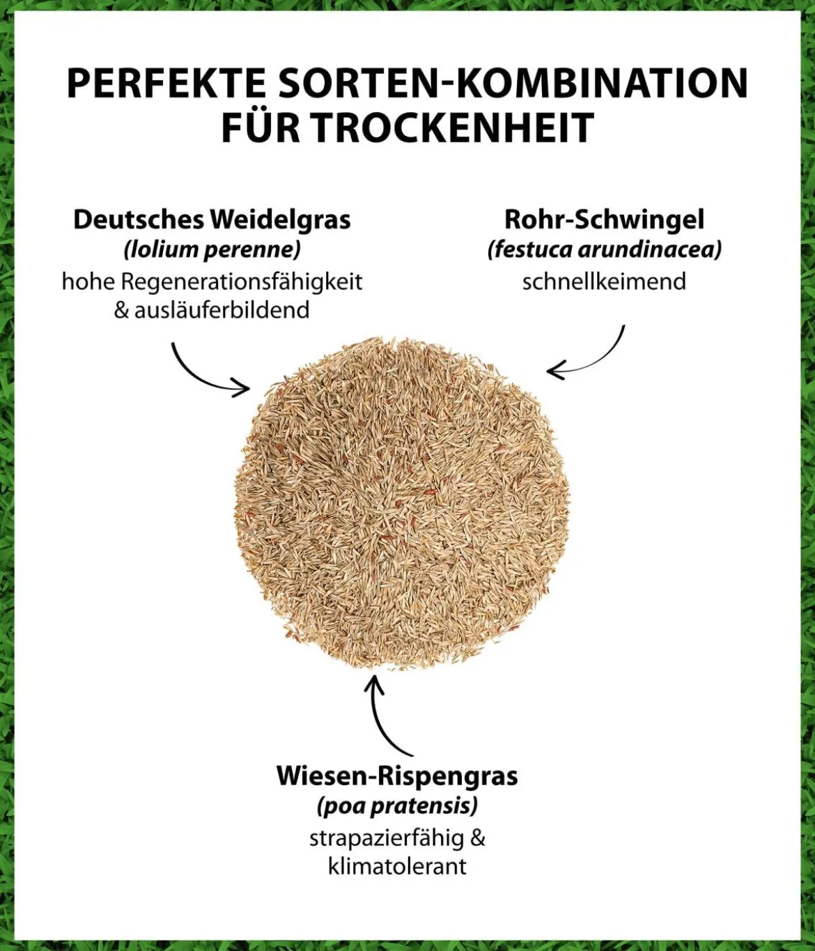 Dehner Saatgut Trockenrasen