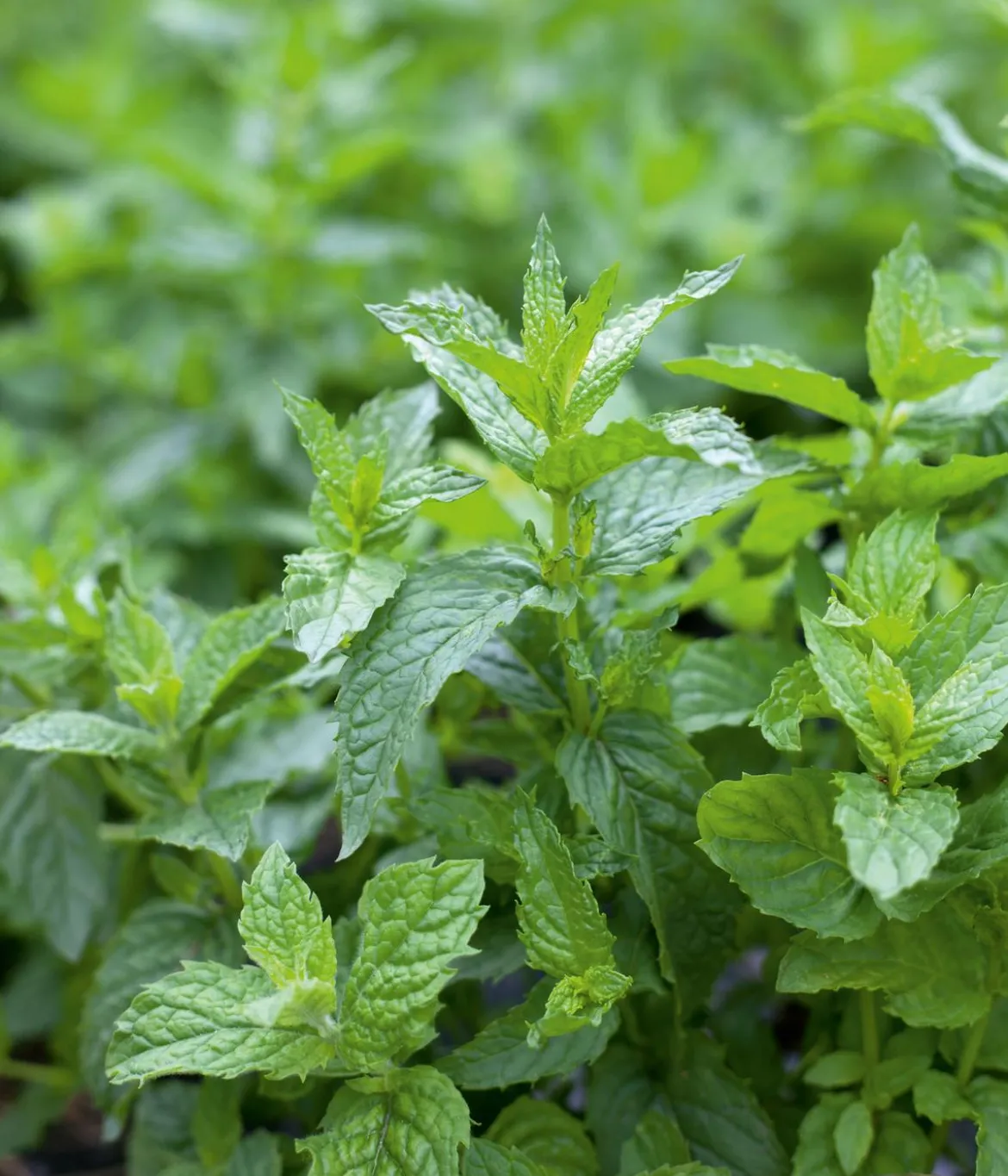 Dehner Saatscheiben Krauseminze, 3 Stück à Ø 8 cm