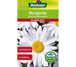 Dehner Samen Margerite 'Stern von Antwerpen'