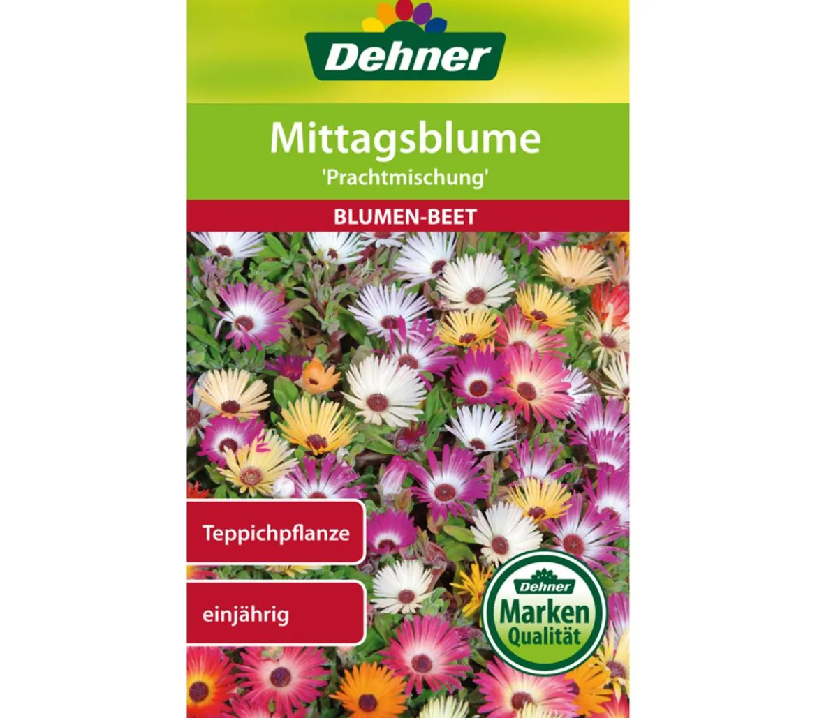 Dehner Samen Mittagsblume 'Prachtmischung'