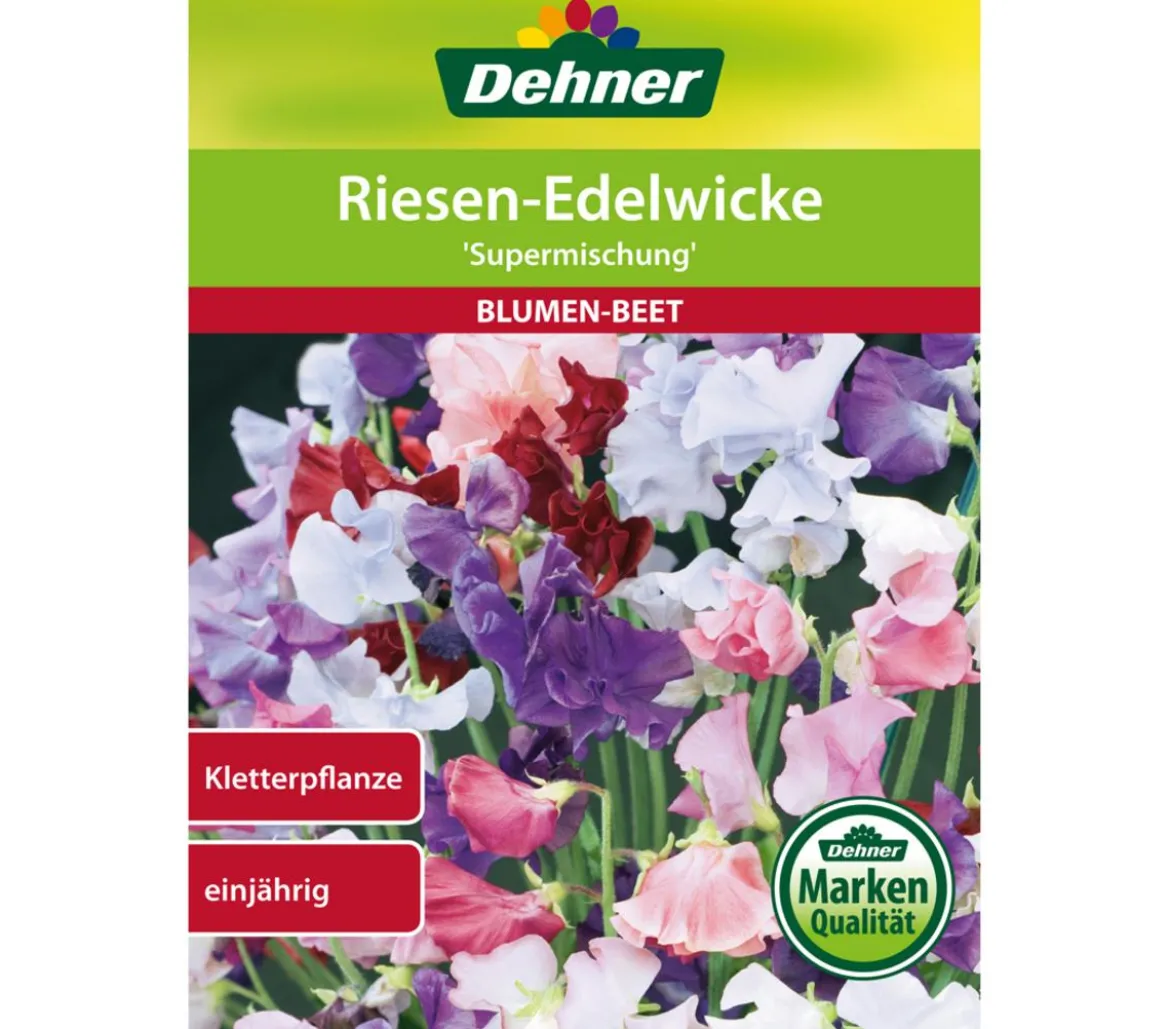 Dehner Samen Riesen-Edelwicke 'Supermischung'