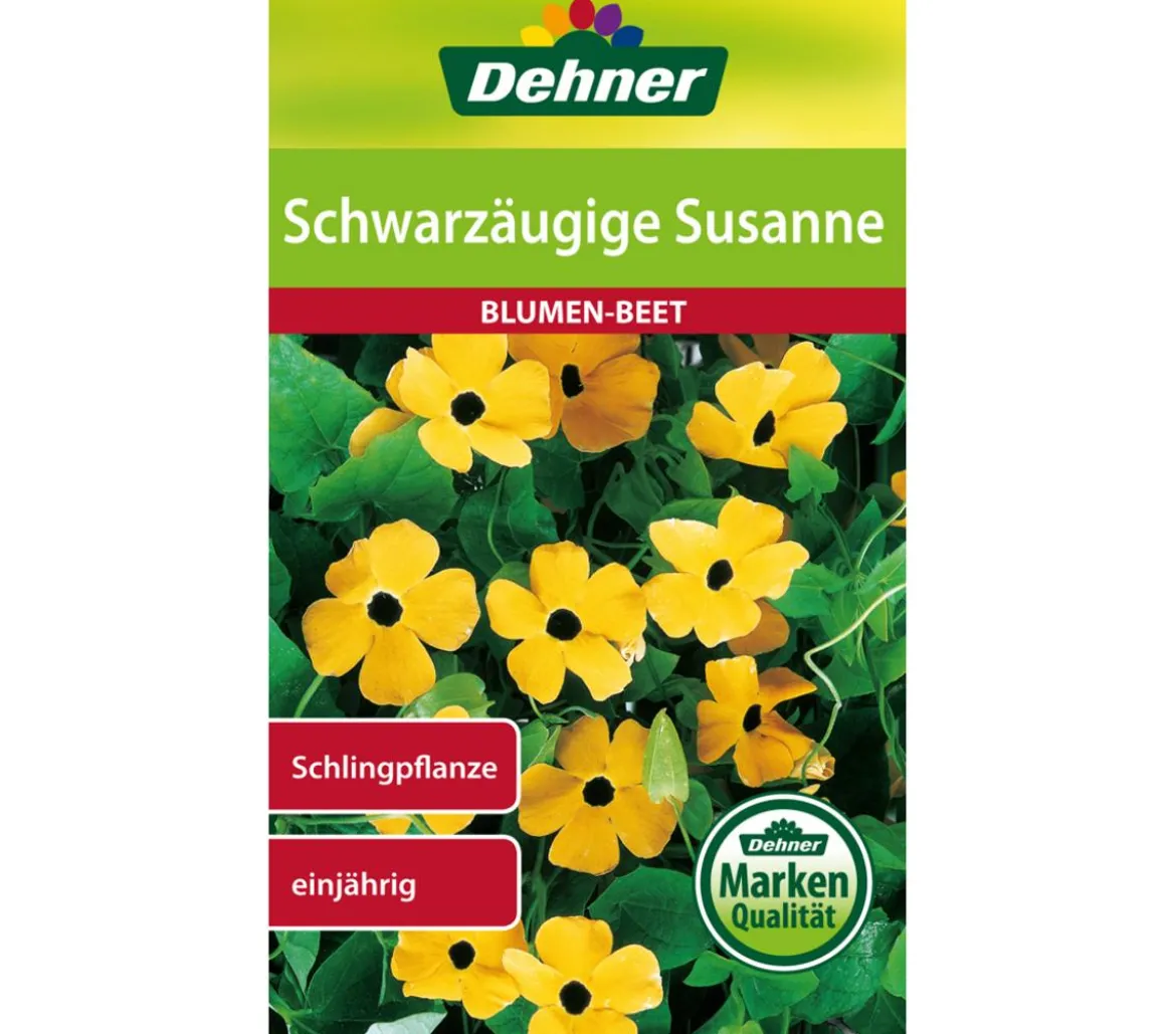 Dehner Samen Schwarzäugige 'Susanne'