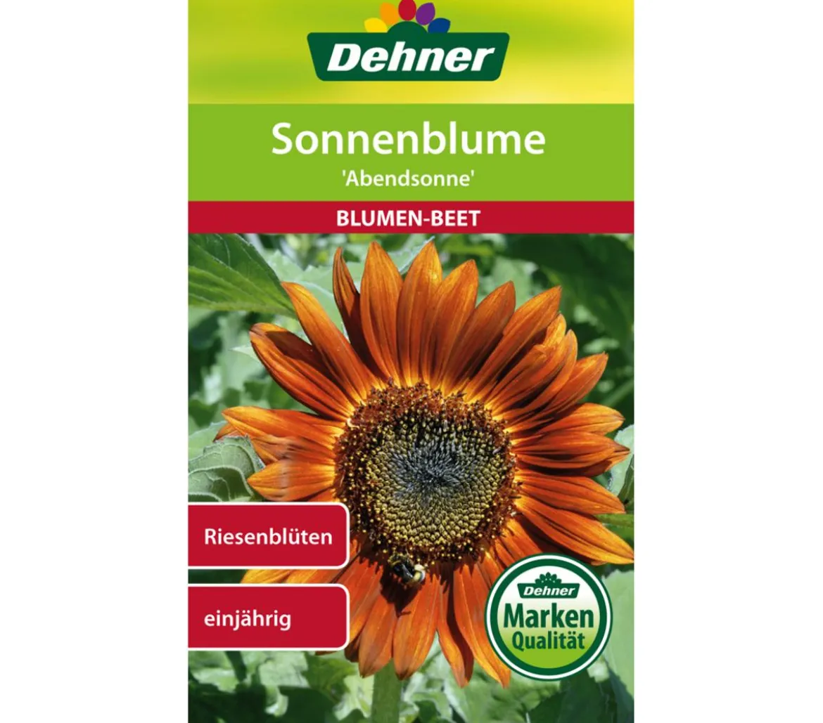 Dehner Samen Sonnenblume 'Abendsonne'