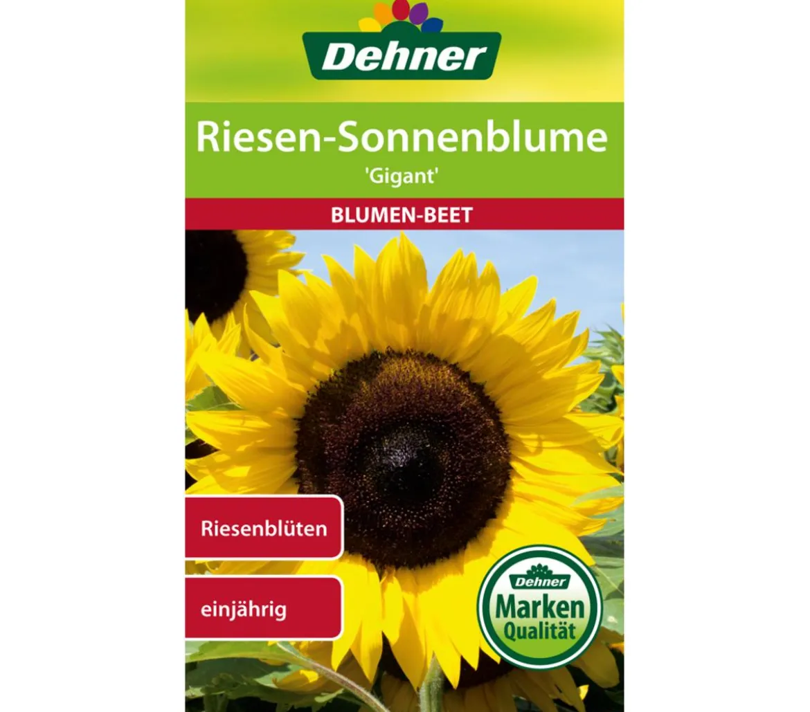 Dehner Samen Sonnenblume 'Gigant'