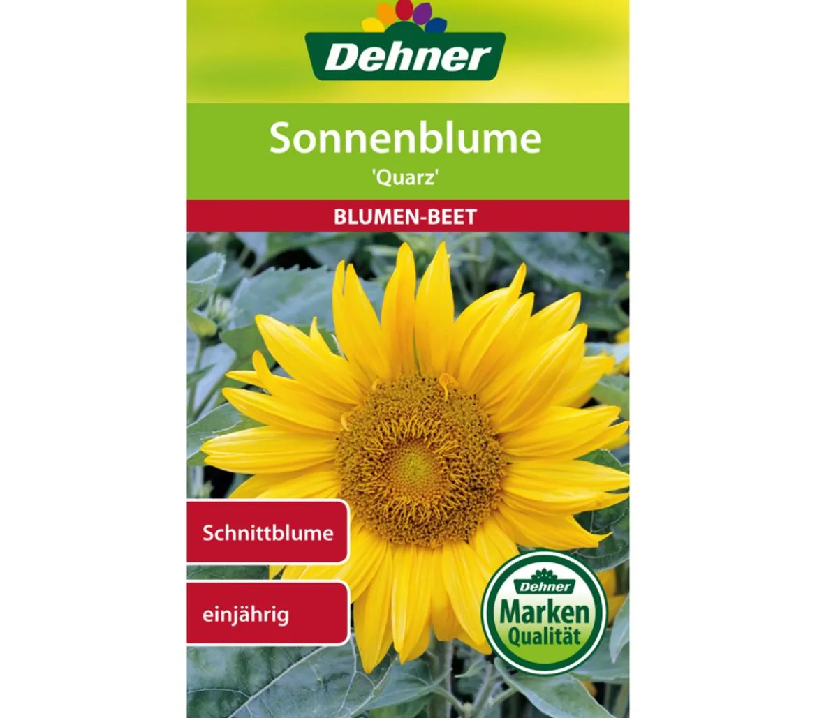 Dehner Samen Sonnenblume 'Quarz'