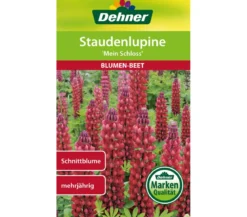 Dehner Samen Staudenlupine 'Mein Schloss'
