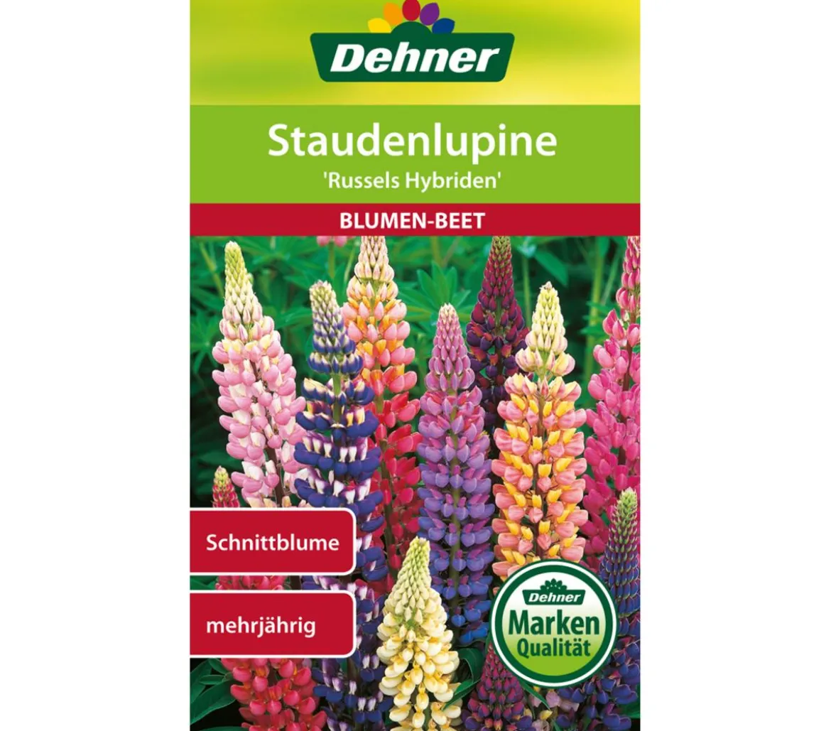 Dehner Samen Staudenlupine 'Russels Hybriden'